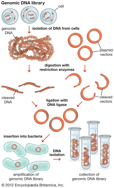 Genomic DNA .